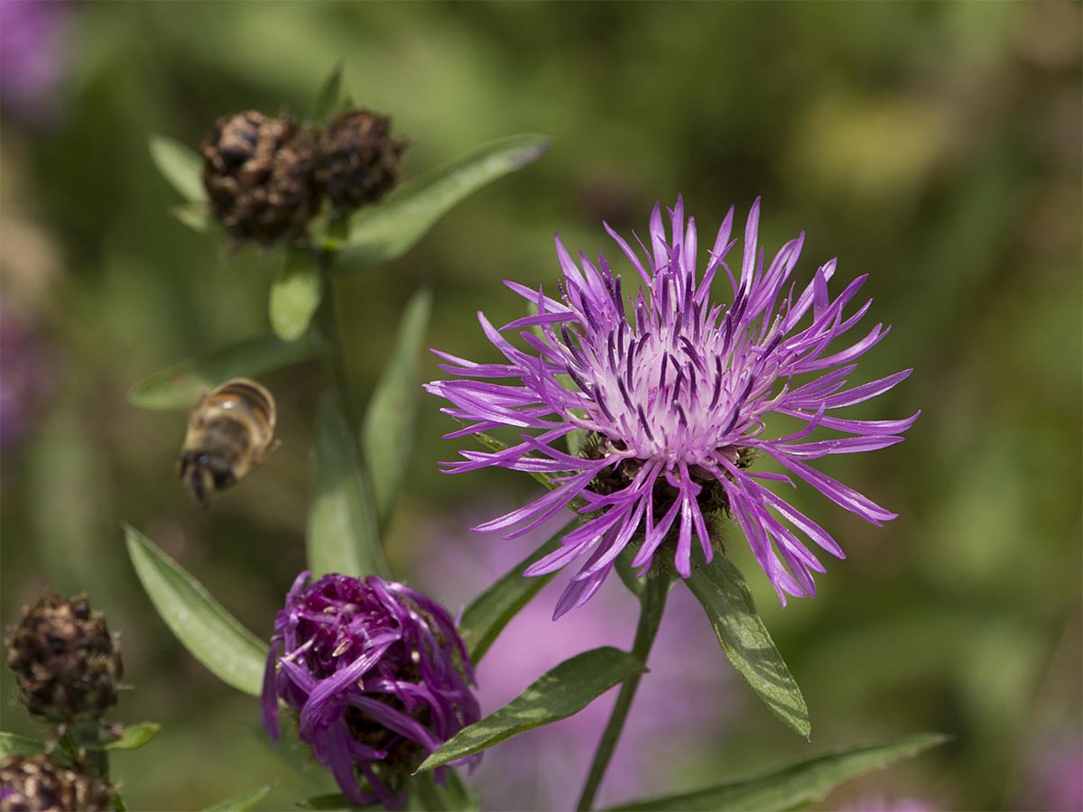 Blüten